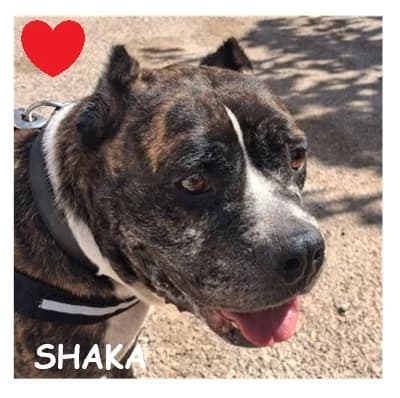 SHAKA, female senior American Bully for adoption at SPA Montpellier, Villeneuve-lès-Maguelone