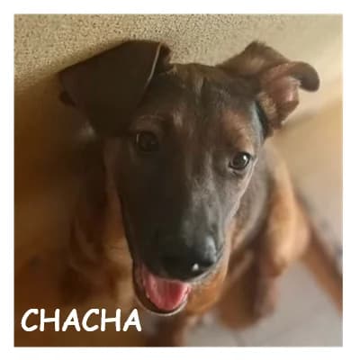 CHACHA, male puppy Mixed Breed for adoption at SPA Montpellier, Villeneuve-lès-Maguelone