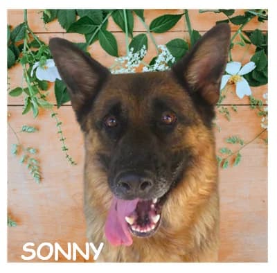 SONNY, male 5yo German Shepherd for adoption at SPA Montpellier, Villeneuve-lès-Maguelone