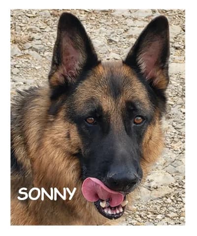 SONNY, male 5yo German Shepherd for adoption at SPA Montpellier, Villeneuve-lès-Maguelone