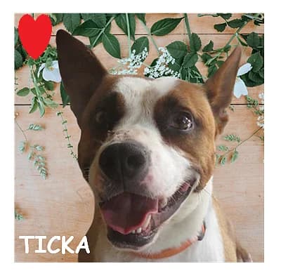 TICKA, female 7yo mixed breed for adoption at SPA Montpellier, Villeneuve-lès-Maguelone