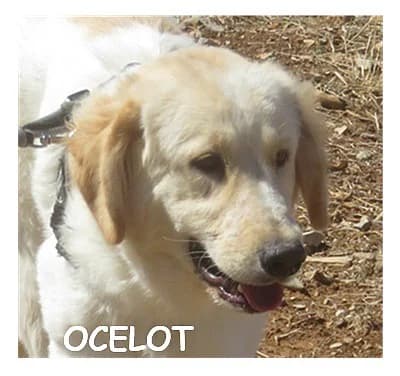 OCELOT, male young Mixed Breed for adoption at SPA Montpellier, Villeneuve-lès-Maguelone