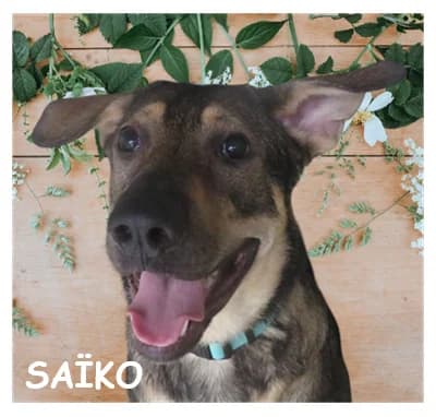 SAÏKO, male puppy German Shepherd for adoption at SPA Montpellier, Villeneuve-lès-Maguelone