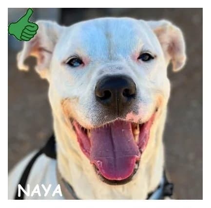 NAYA, female senior Australian Shepherd for adoption at SPA Montpellier, Villeneuve-lès-Maguelone