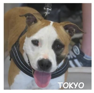 TOKYO, female 4yo American Staffordshire Terrier for adoption at SPA Montpellier, Villeneuve-lès-Maguelone