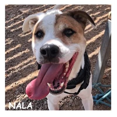 NALA, female 5yo mixed breed for adoption at SPA Montpellier, Villeneuve-lès-Maguelone