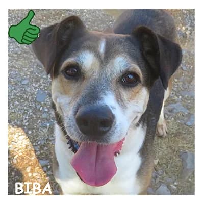 BIBA, female senior mixed breed for adoption at SPA Montpellier, Villeneuve-lès-Maguelone