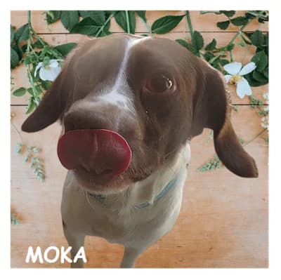 MOKA, male young mixed breed for adoption at SPA Montpellier, Villeneuve-lès-Maguelone