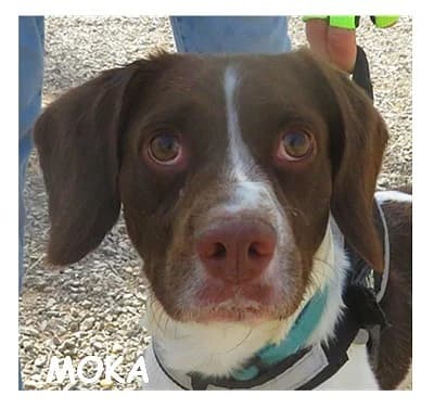 MOKA, male 3yo mixed breed for adoption at SPA Montpellier, Villeneuve-lès-Maguelone