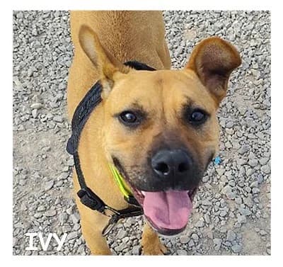 IVY, female young Belgian Malinois for adoption at SPA Montpellier, Villeneuve-lès-Maguelone