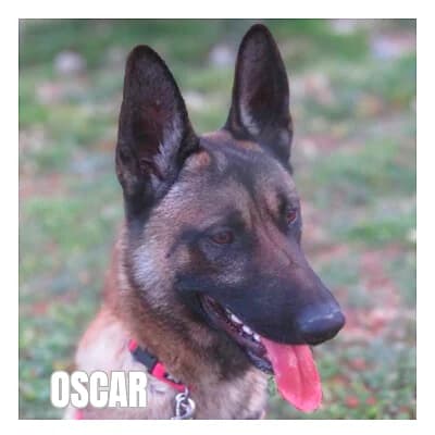 OSCAR, female young Belgian Malinois for adoption at SPA Montpellier, Villeneuve-lès-Maguelone