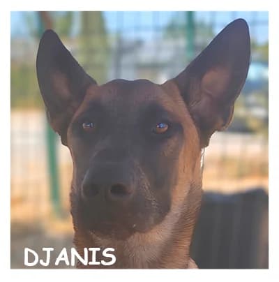 DJANIS, male young Belgian Malinois for adoption at SPA Montpellier, Villeneuve-lès-Maguelone