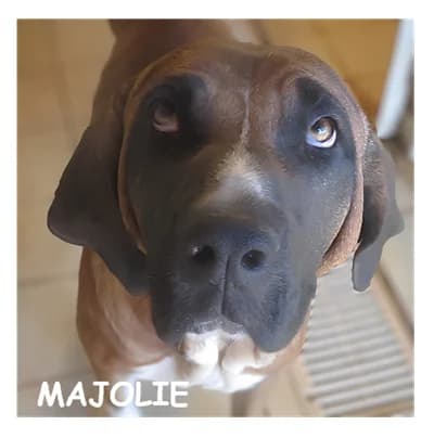 MAJOLIE, female young Cane Corso for adoption at SPA Montpellier, Villeneuve-lès-Maguelone