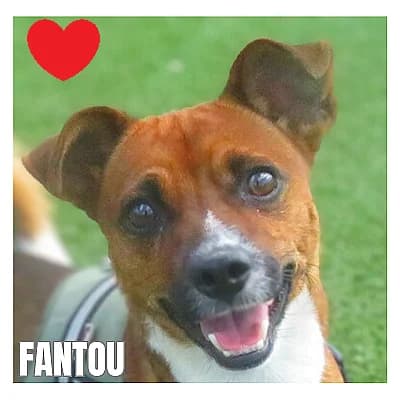 FANTOU, male 4yo Mixed Breed for adoption at SPA Montpellier, Villeneuve-lès-Maguelone