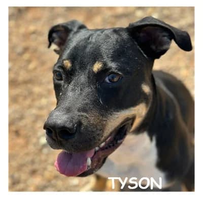 TYSON, male puppy Mixed Breed for adoption at SPA Montpellier, Villeneuve-lès-Maguelone