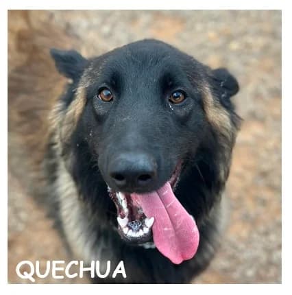 QUECHUA, female young Belgian Tervuren for adoption at SPA Montpellier, Villeneuve-lès-Maguelone