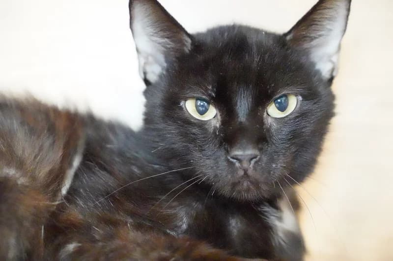 TIKY, mixed breed for adoption at SPA Montpellier, Villeneuve-lès-Maguelone