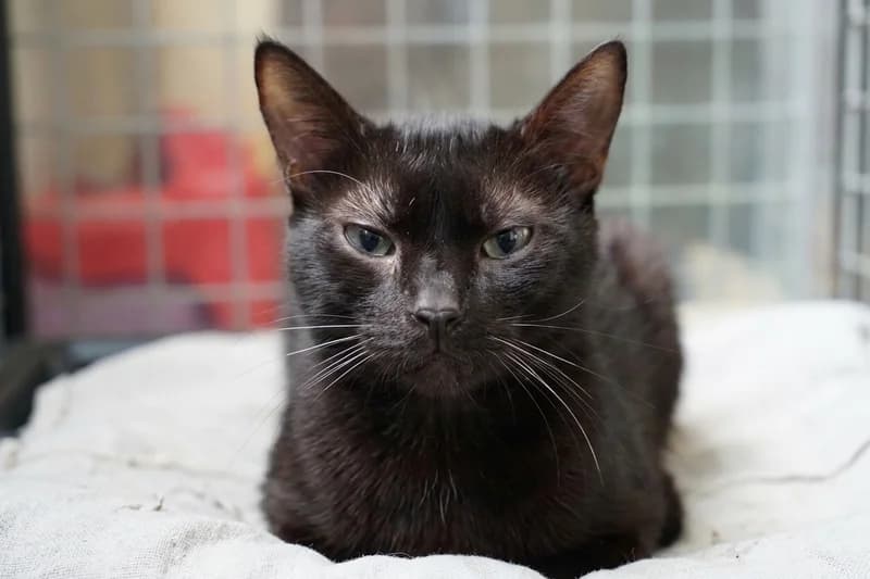 TEDDY, mixed breed for adoption at SPA Montpellier, Villeneuve-lès-Maguelone