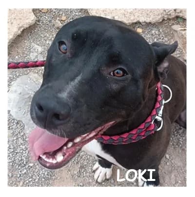LOKI, male young Labrador Retriever for adoption at SPA Montpellier, Villeneuve-lès-Maguelone