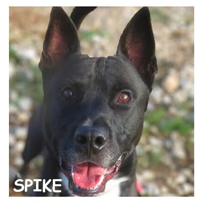 SPIKE, male 5yo Mixed Breed for adoption at SPA Montpellier, Villeneuve-lès-Maguelone