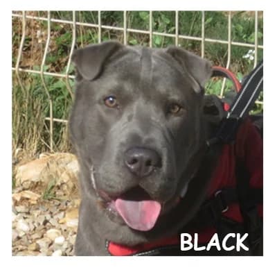 BLACK, male puppy Shar Pei for adoption at SPA Montpellier, Villeneuve-lès-Maguelone