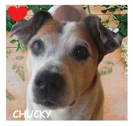 CHUCKY, female senior Mixed Breed for adoption at SPA Montpellier, Villeneuve-lès-Maguelone