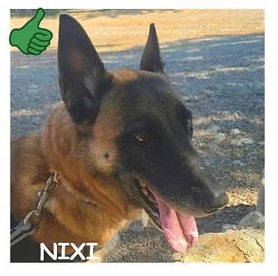 NIXI, female senior Belgian Malinois for adoption at SPA Montpellier, Villeneuve-lès-Maguelone