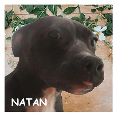 NATAN, male puppy Mixed Breed for adoption at SPA Montpellier, Villeneuve-lès-Maguelone