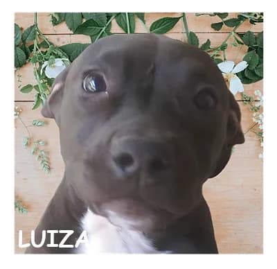 LUIZA, female puppy mixed breed for adoption at SPA Montpellier, Villeneuve-lès-Maguelone