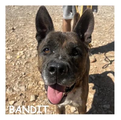 BANDIT, male 7yo Mixed Breed for adoption at SPA Montpellier, Villeneuve-lès-Maguelone
