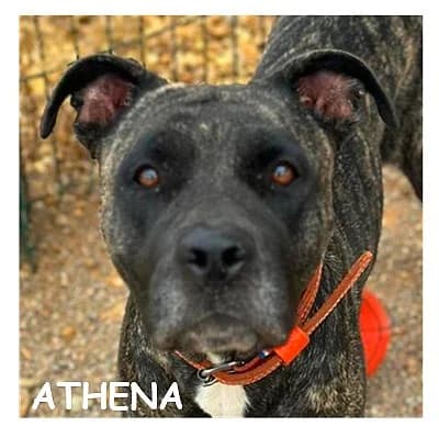 ATHENA, female young mixed breed for adoption at SPA Montpellier, Villeneuve-lès-Maguelone