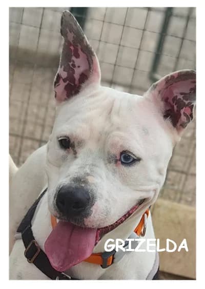 GRIZELDA, female young mixed breed for adoption at SPA Montpellier, Villeneuve-lès-Maguelone