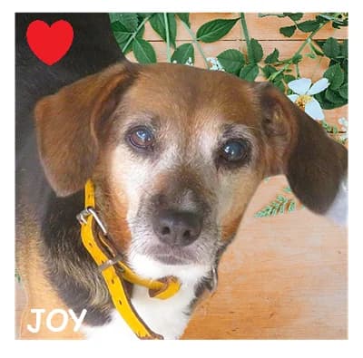 JOY, female senior Beagle for adoption at SPA Montpellier, Villeneuve-lès-Maguelone