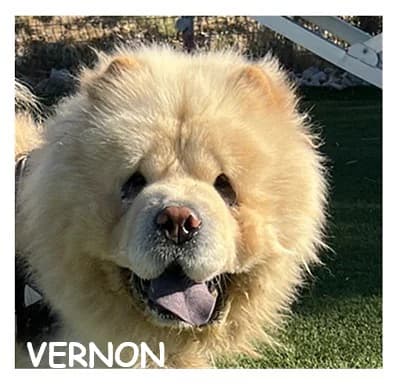 VERNON, male young mixed breed for adoption at SPA Montpellier, Villeneuve-lès-Maguelone