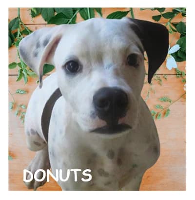 DONUTS, male puppy Mixed Breed for adoption at SPA Montpellier, Villeneuve-lès-Maguelone