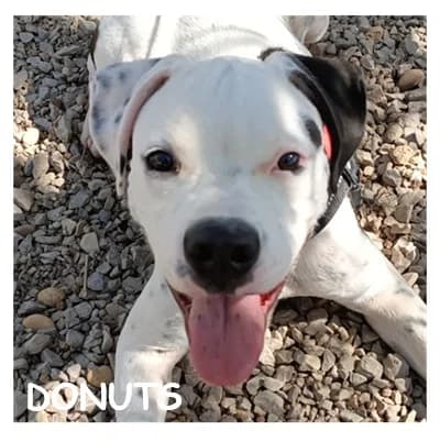 DONUTS, male puppy Mixed Breed for adoption at SPA Montpellier, Villeneuve-lès-Maguelone