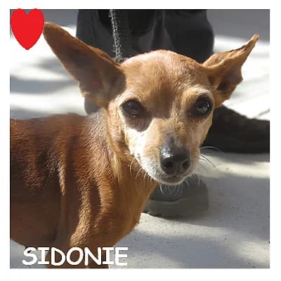 SIDONIE, female senior mixed breed for adoption at SPA Montpellier, Villeneuve-lès-Maguelone