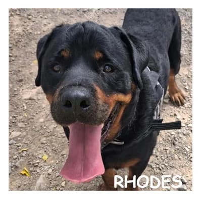 RHODES, male 6yo Rottweiler for adoption at SPA Montpellier, Villeneuve-lès-Maguelone