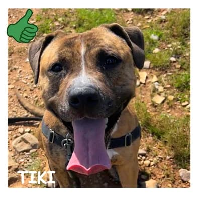 TIKI, male young Mixed Breed for adoption at SPA Montpellier, Villeneuve-lès-Maguelone