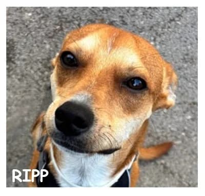 RIPP, male young Mixed Breed for adoption at SPA Montpellier, Villeneuve-lès-Maguelone