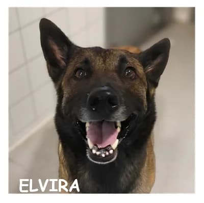 ELVIRA, female 5yo Belgian Malinois for adoption at SPA Montpellier, Villeneuve-lès-Maguelone
