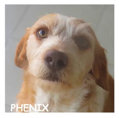 PHENIX, male 4yo Mixed Breed for adoption at SPA Montpellier, Villeneuve-lès-Maguelone
