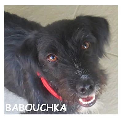 BABOUCHKA, female 3yo mixed breed for adoption at SPA Montpellier, Villeneuve-lès-Maguelone