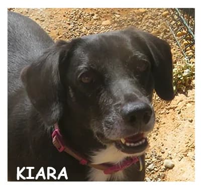 KIARA, female 3yo Labrador Retriever for adoption at SPA Montpellier, Villeneuve-lès-Maguelone