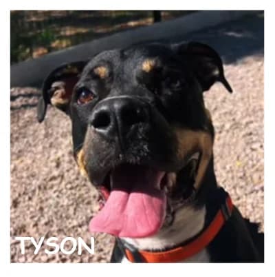 TYSON, male puppy Mixed Breed for adoption at SPA Montpellier, Villeneuve-lès-Maguelone