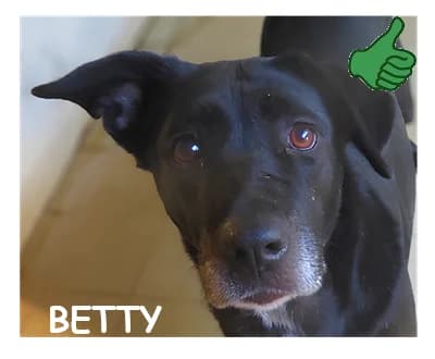 BETTY, female 6yo Labrador Retriever for adoption at SPA Montpellier, Villeneuve-lès-Maguelone