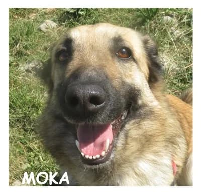 MOKA, male 5yo Mixed Breed for adoption at SPA Montpellier, Villeneuve-lès-Maguelone