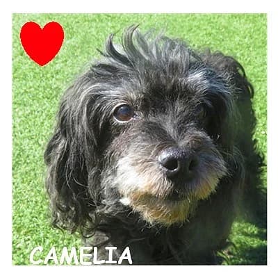 CAMELIA, female senior Poodle for adoption at SPA Montpellier, Villeneuve-lès-Maguelone