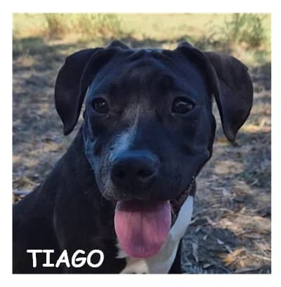TIAGO, male puppy Mixed Breed for adoption at SPA Montpellier, Villeneuve-lès-Maguelone