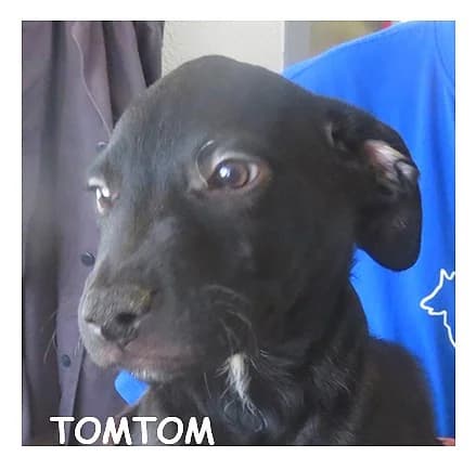 TOMTOM, male puppy Mixed Breed for adoption at SPA Montpellier, Villeneuve-lès-Maguelone